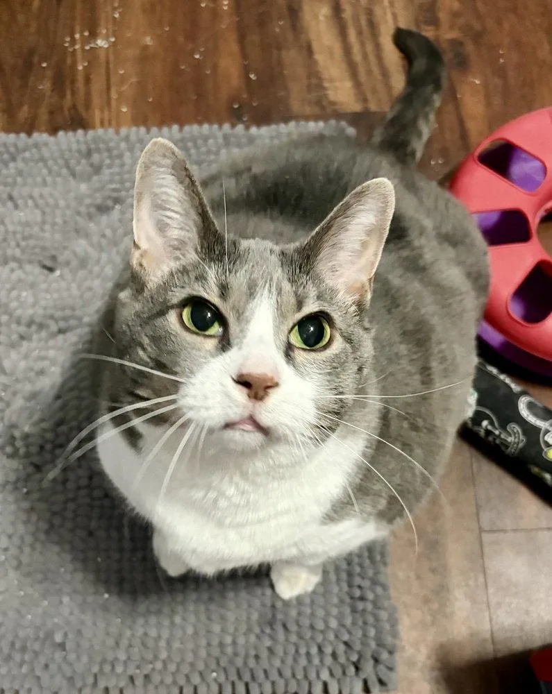 A senior extra large-sized female Domestic Short Hair cat named Sunny Dee for adoption in O'Fallon, MO