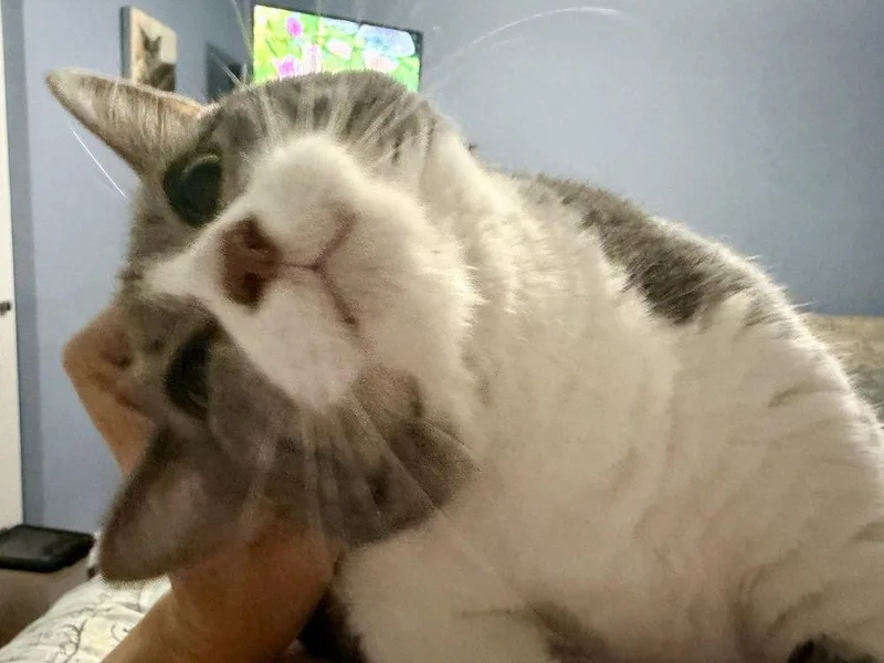 Sunny Dee thumbnail 2