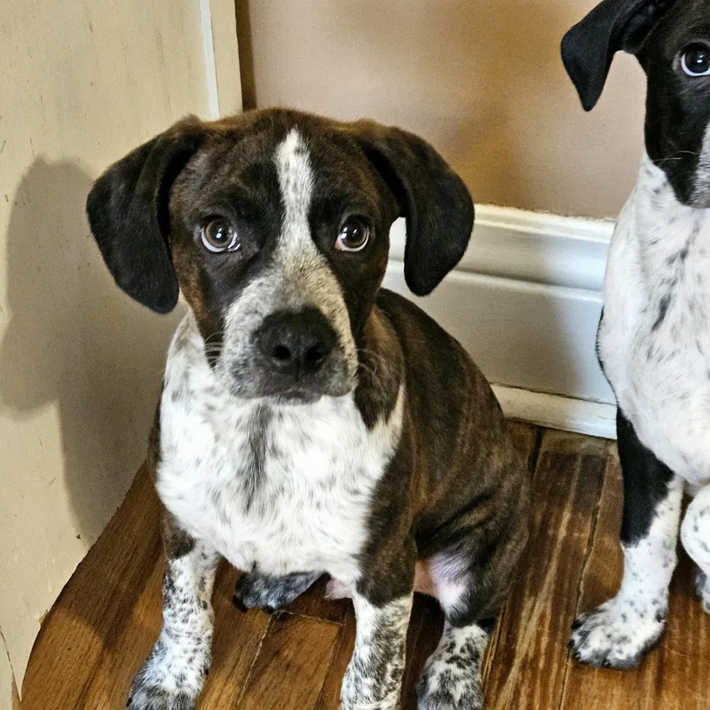 A baby medium-sized male Brindle Boston Terrier dog named Swiss for adoption in Chicago, IL