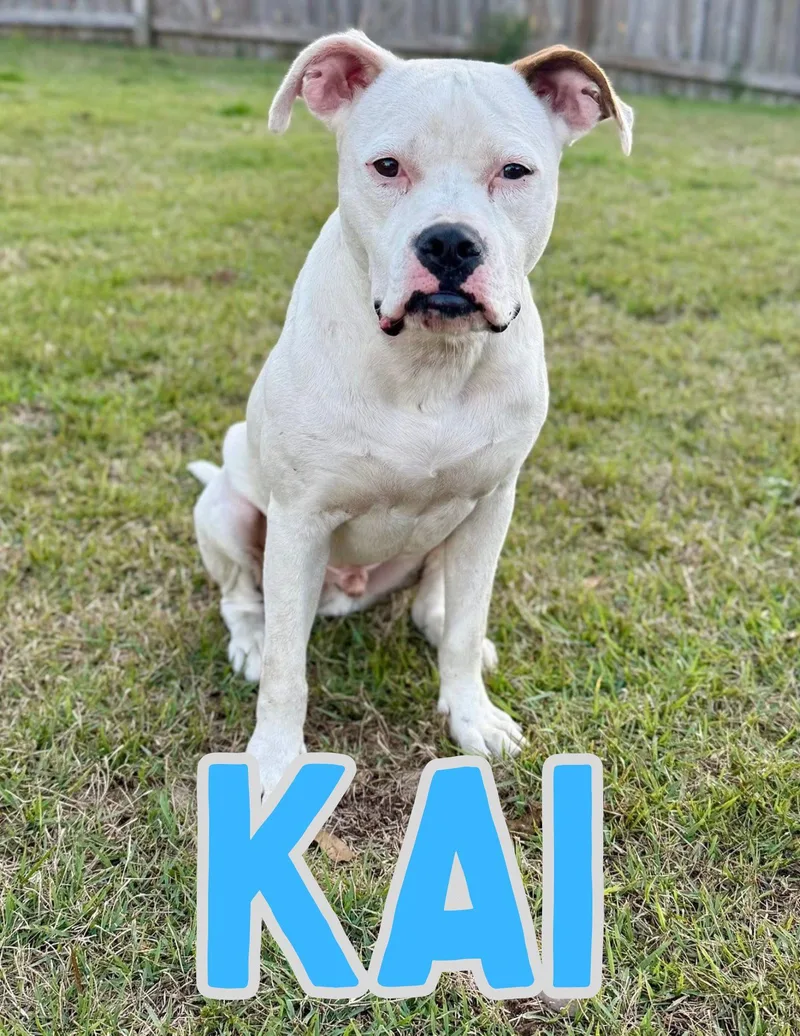 A young large-sized male Pit Bull Terrier dog named Kai for adoption in Shalimar, FL