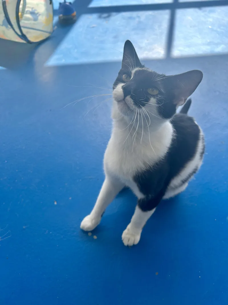 A young medium-sized male Black & White / Tuxedo Domestic Short Hair cat named Merritt for adoption in Nashville, TN