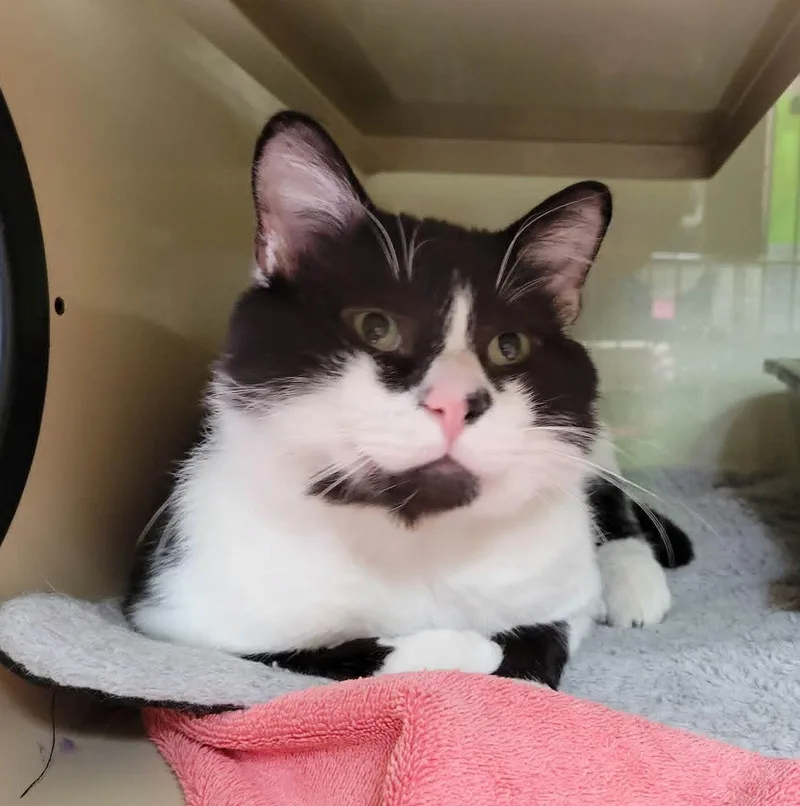 An adult large-sized male Domestic Short Hair cat named Bubba for adoption in Portage, WI