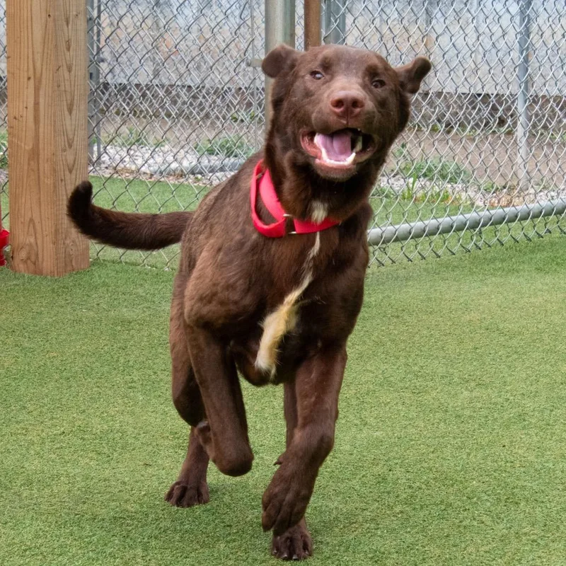 A young medium-sized male Brown / Chocolate Chocolate Labrador Retriever dog named Radabaugh for adoption in Parkersburg, WV