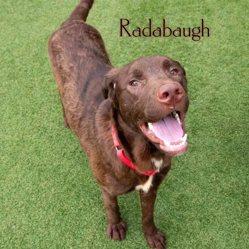 Radabaugh thumbnail 3
