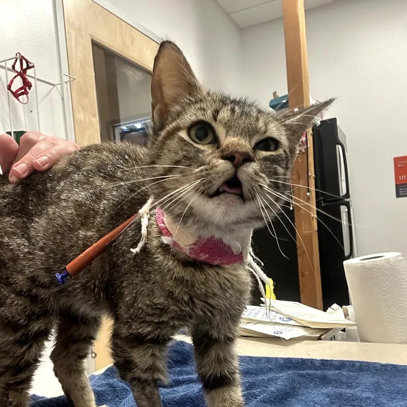 A young small-sized female Brown / Chocolate Domestic Short Hair cat named Hera Tera for adoption in Austin, TX
