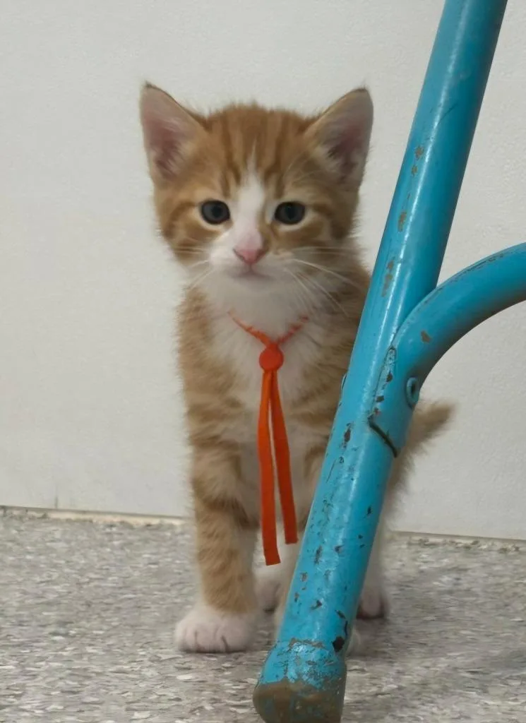 A baby large-sized male Domestic Short Hair cat named Dorito for adoption in Viroqua, WI