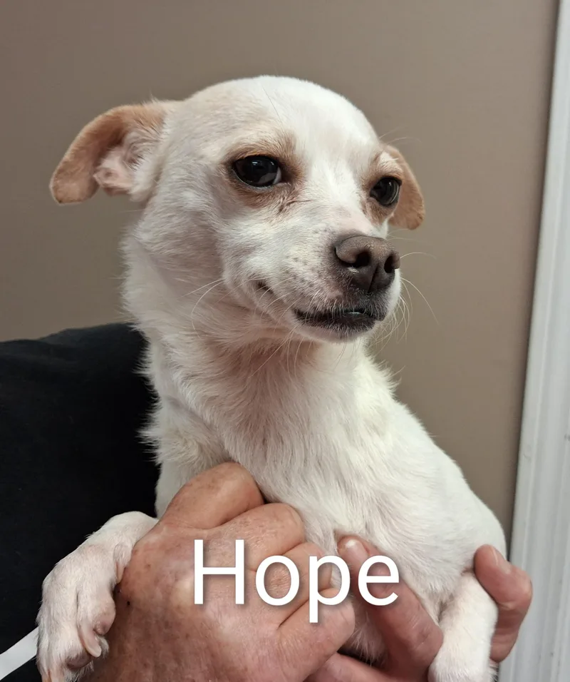 An adult small-sized female White / Cream Chihuahua dog named Hope for adoption in Maynardville, TN