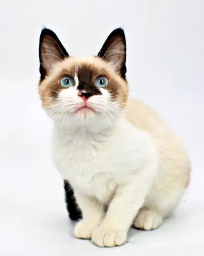 A baby small-sized male Snowshoe cat named Ryan for adoption in Morton Grove, IL
