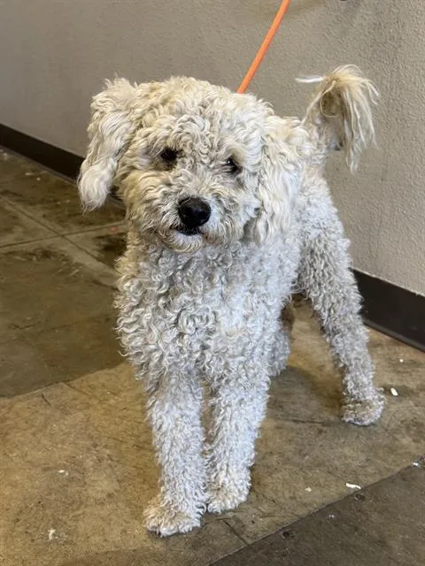 A young small-sized male Poodle dog named Teddy for adoption in Ontario, CA