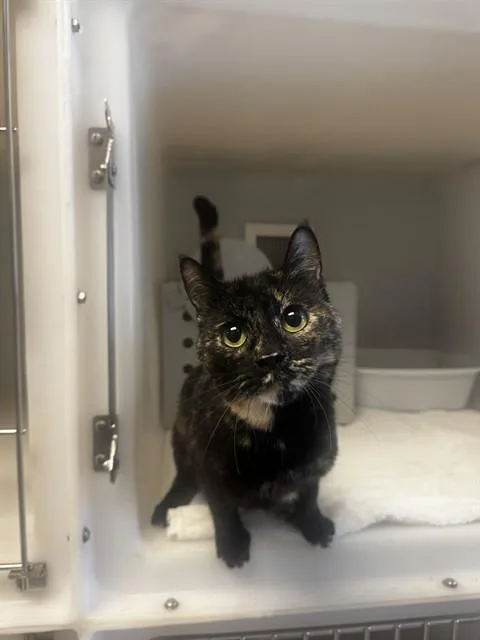 A young medium-sized female Domestic Short Hair cat named Cheyenne for adoption in Statesville, NC