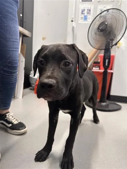 An adult medium-sized female Mixed Breed dog named Sarah for adoption in West Chester, PA