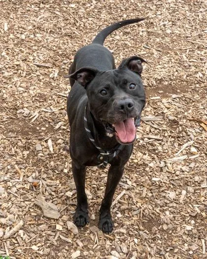 A senior large-sized male Mixed Breed dog named Jekyll for adoption in Chamblee, GA