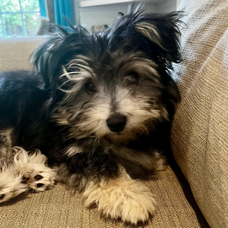 A baby small-sized male Black Yorkshire Terrier dog named Benji for adoption in Anderson, SC