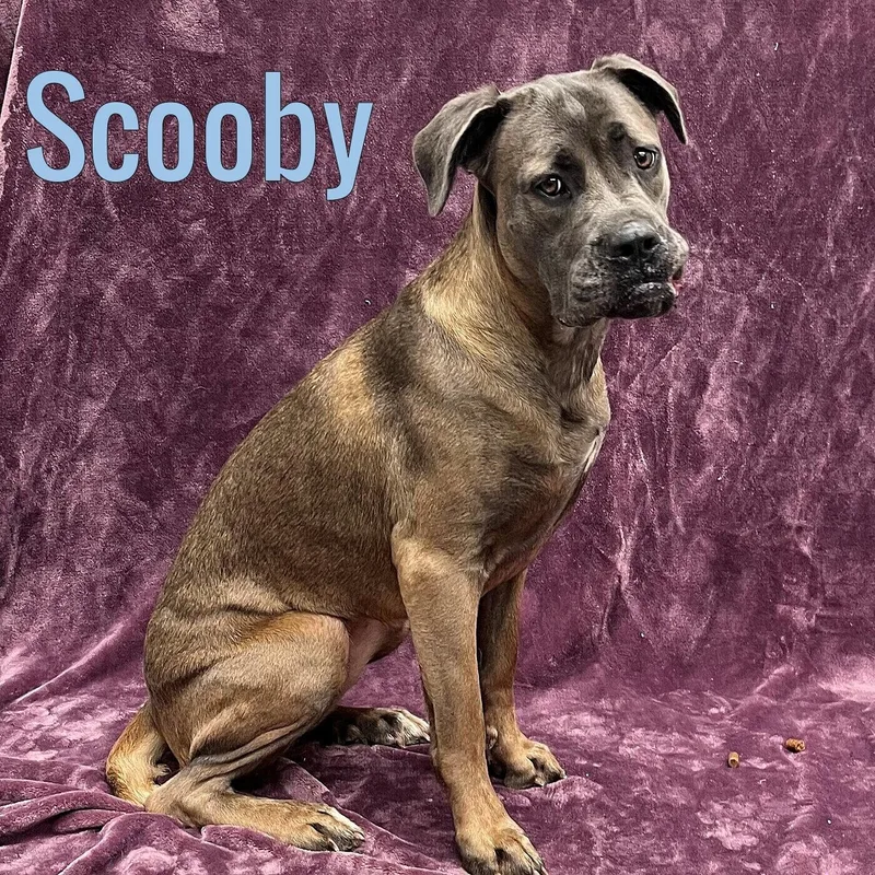 A young large-sized female Brown / Chocolate Cane Corso dog named Scooby for adoption in Pleasantville, NJ