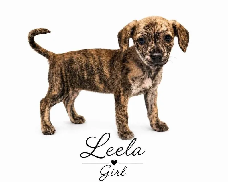 Leela thumbnail 4