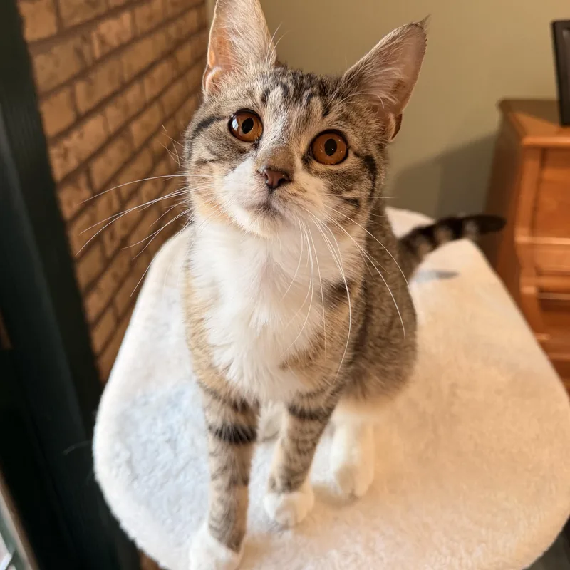 A baby small-sized female Tabby (Brown / Chocolate) Tabby cat named Tootsie for adoption in Scranton, PA