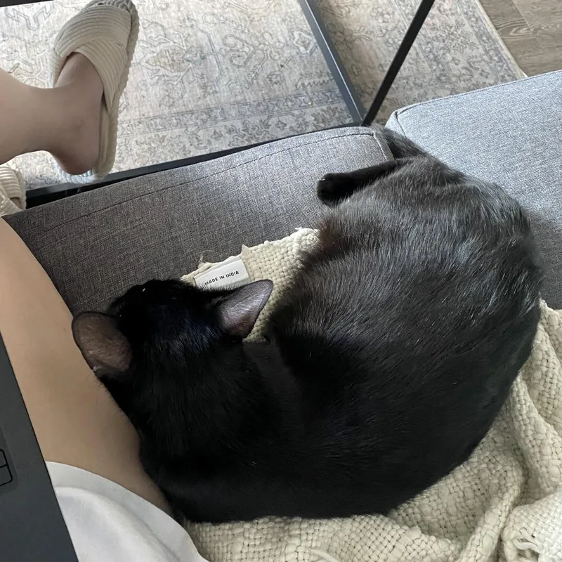 A young medium-sized female Black Domestic Short Hair cat named Constellation for adoption in Austin, TX