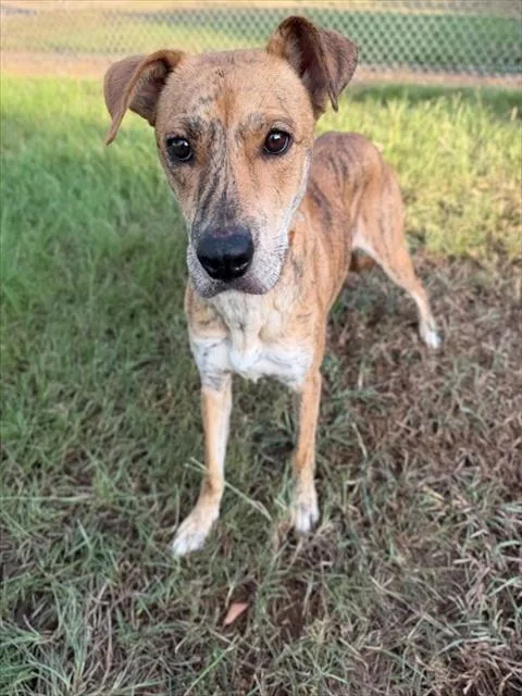 A young medium-sized female Labrador Retriever dog named Ricotta for adoption in Conroe, TX