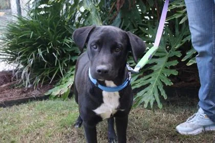 An adult large-sized male American Bulldog dog named Billy Ray for adoption in Brunswick, GA