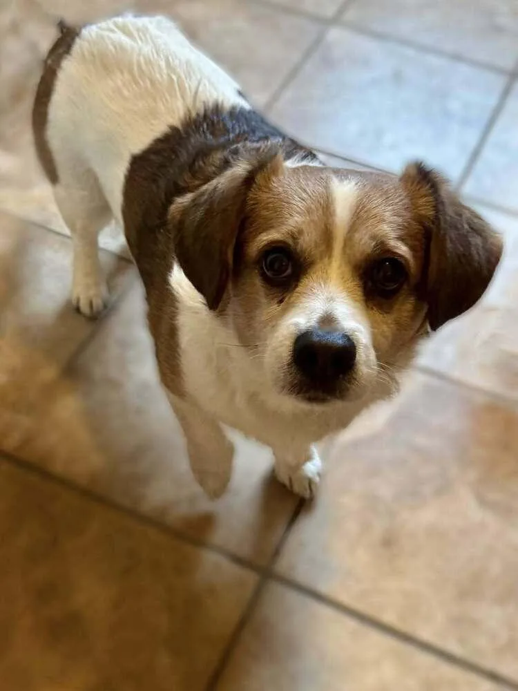 A senior small-sized male Tricolor (Brown, Black, & White) Beagle dog named Moose for adoption in Frankfort, NY