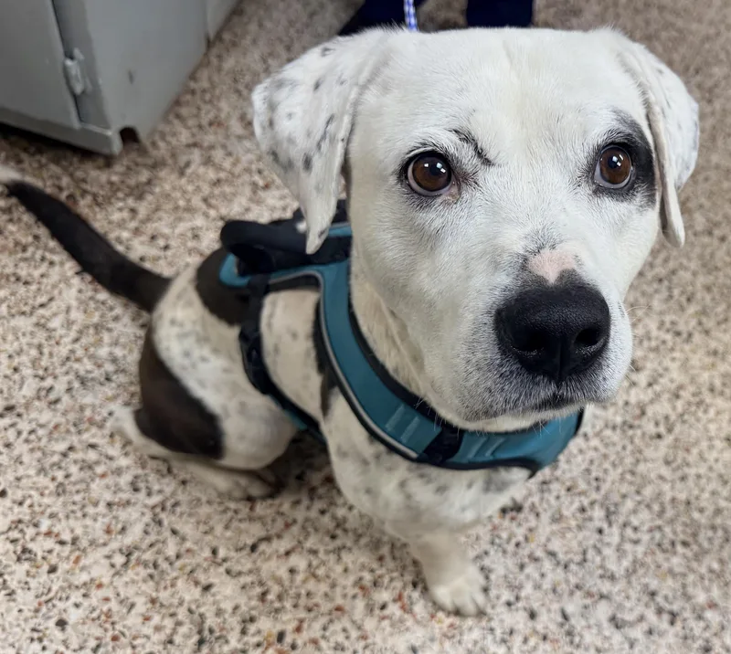 An adult medium-sized male White / Cream Boxer dog named Ridzo for adoption in Mount Airy, NC