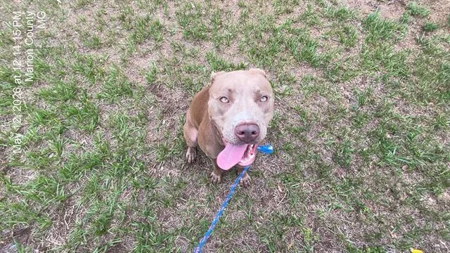 An adult large-sized female Pit Bull Terrier dog named Firefly for adoption in Ocala, FL