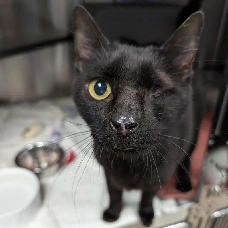 An adult large-sized male Black Domestic Short Hair cat named Grisham for adoption in Brookfield, WI