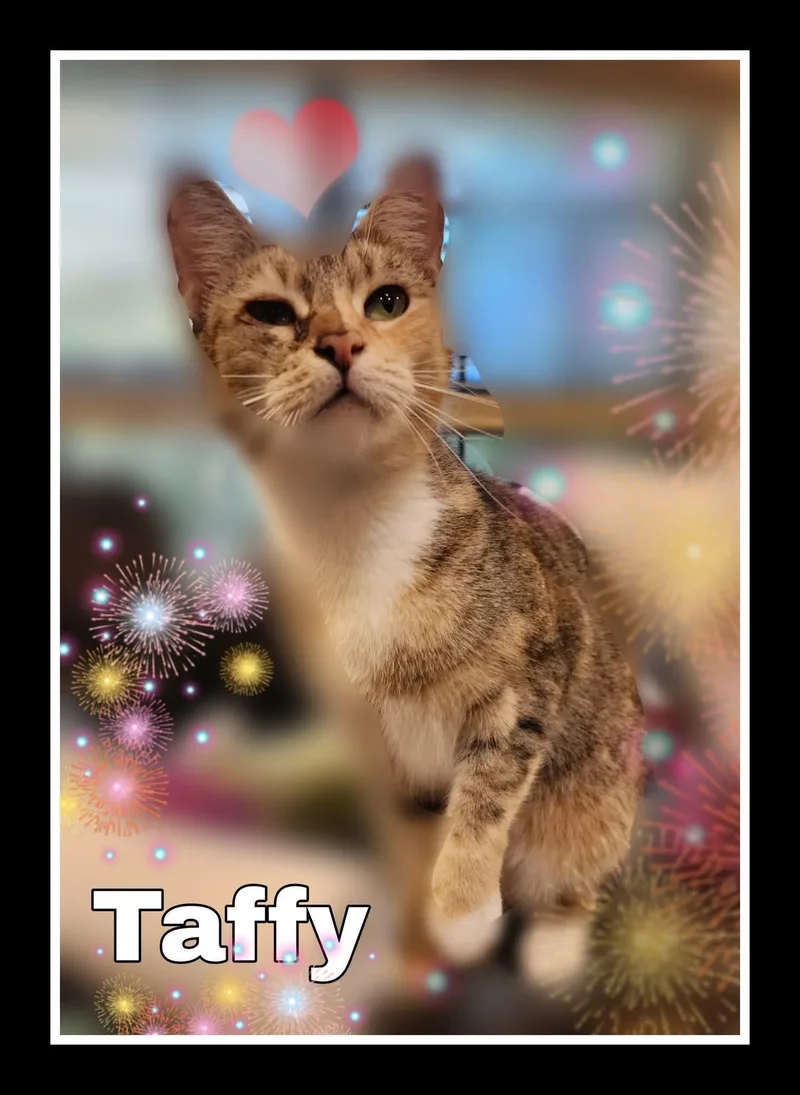 Taffy