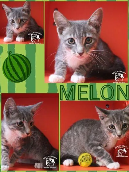 A baby small-sized male Domestic Short Hair cat named Melon for adoption in Kenansville, NC