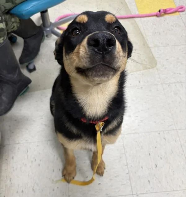 A young large-sized female Rottweiler dog named Iris for adoption in Sioux City, IA