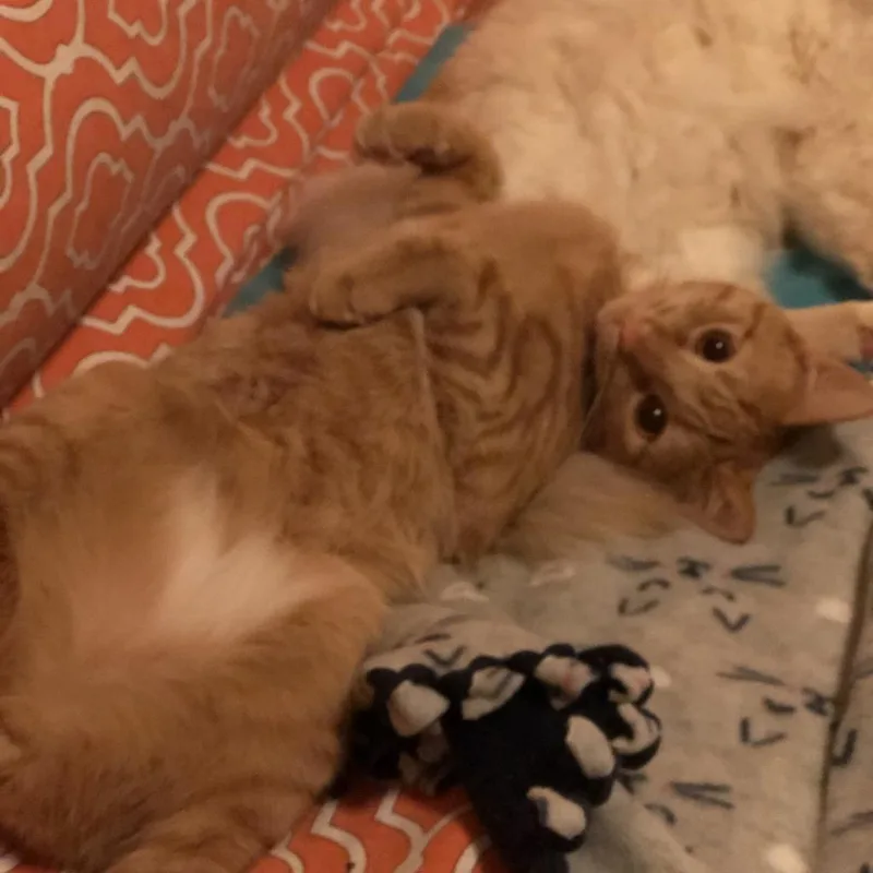 An adult large-sized male Domestic Short Hair cat named Dandelion for adoption in Inver Grove Heights, MN