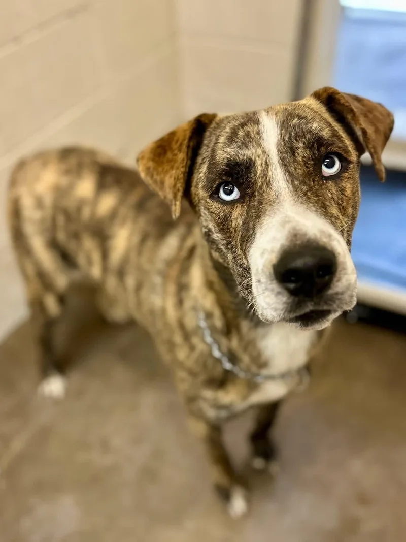 An adult large-sized male Husky dog named Libra for adoption in Sherman, TX