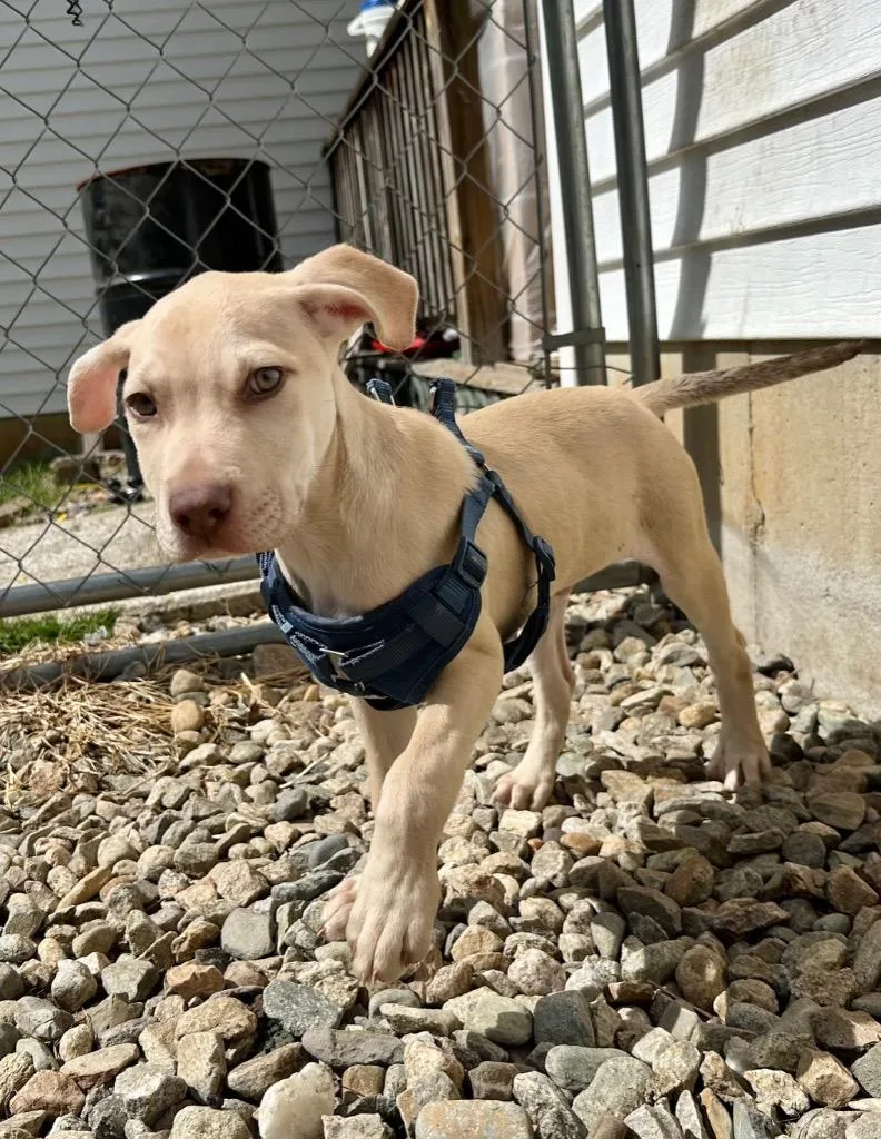 Brett B Baby  thumbnail 3