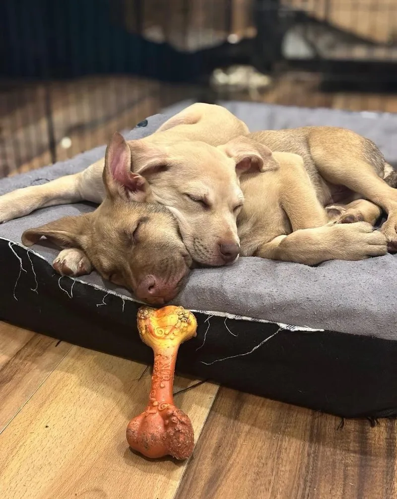 Brett B Baby  thumbnail 6