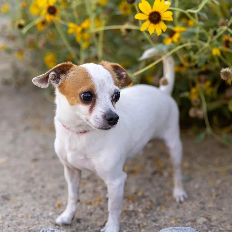 An adult small-sized male White / Cream Chihuahua dog named Bobby for adoption in Palm Springs, CA