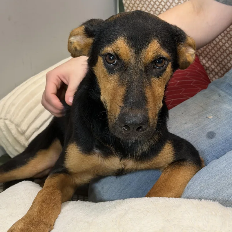 A baby medium-sized male German Shepherd Dog dog named Clayton for adoption in Watertown, CT
