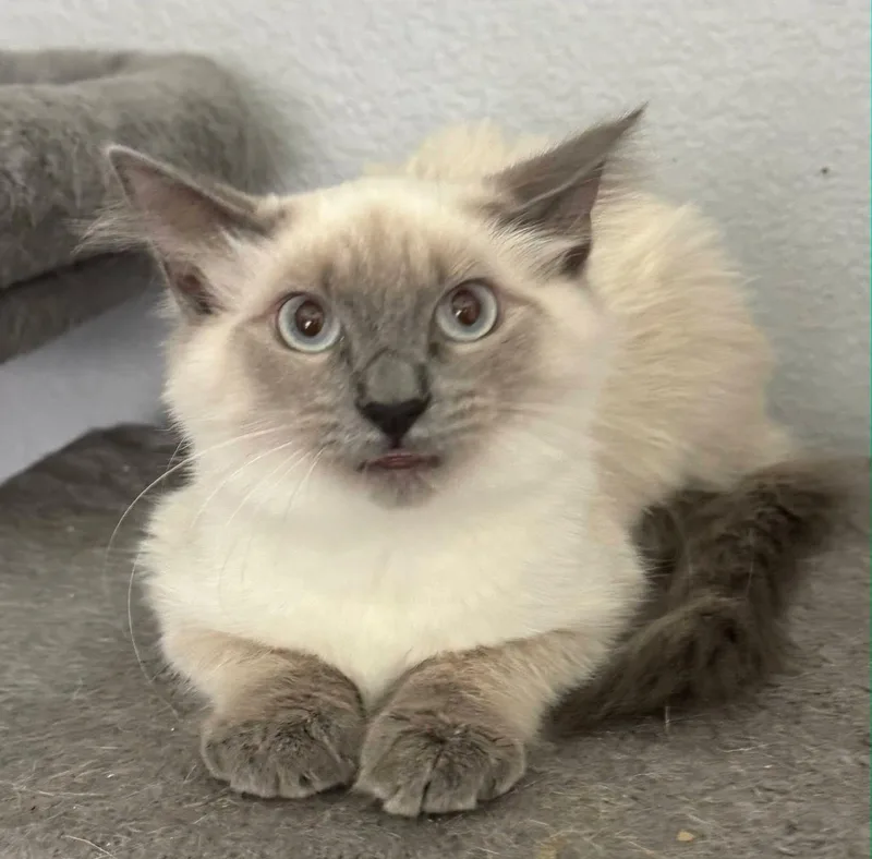 Marshmallow