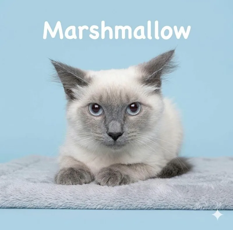 Marshmallow thumbnail 2