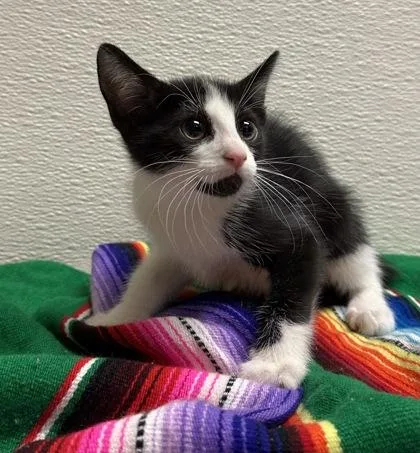 A young small-sized male Domestic Short Hair cat named Louis for adoption in Phoenix, AZ