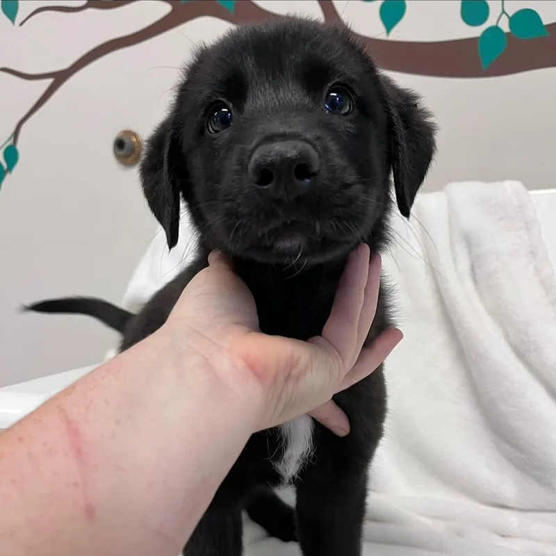 A baby large-sized male Black Australian Shepherd dog named Yahoo for adoption in West Jefferson, OH