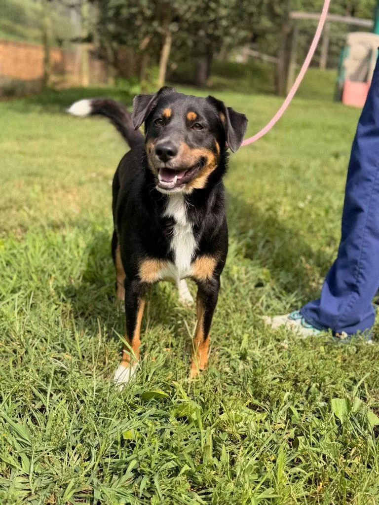 A young medium-sized male Australian Shepherd dog named Taco for adoption in Lovingston, VA