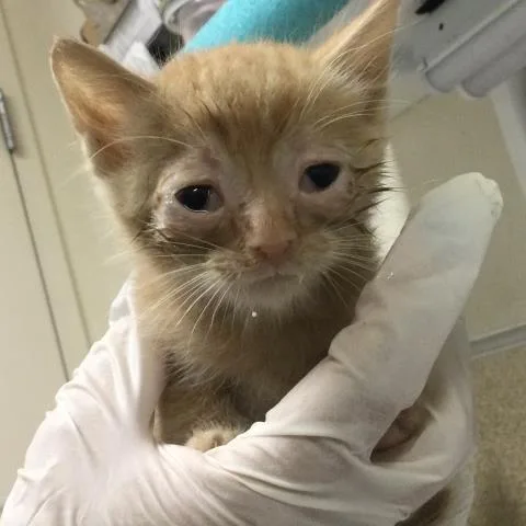 A baby small-sized male Domestic Short Hair cat named Royalty for adoption in Riverside, CA