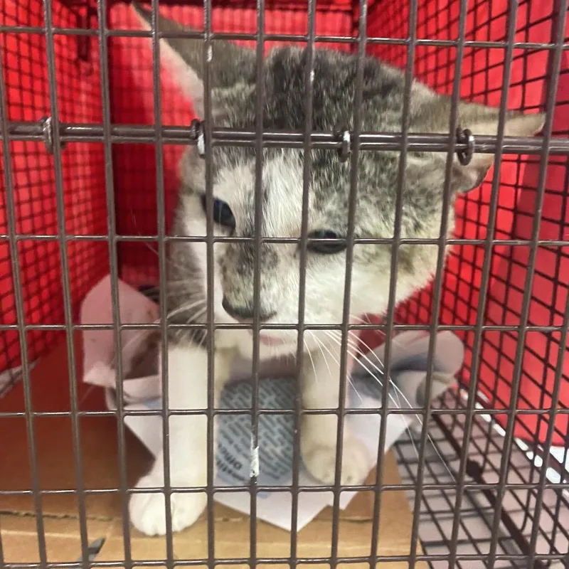A young medium-sized male Brown / Chocolate Domestic Short Hair cat named Martin Lbhrwildlife for adoption in Miami, FL
