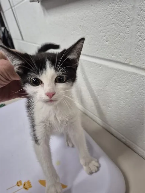 A baby small-sized male Domestic Short Hair cat named Hypno for adoption in Saint Peters, MO