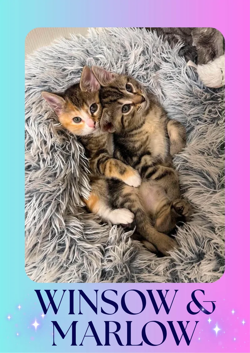 Winslow & Marlow thumbnail 4