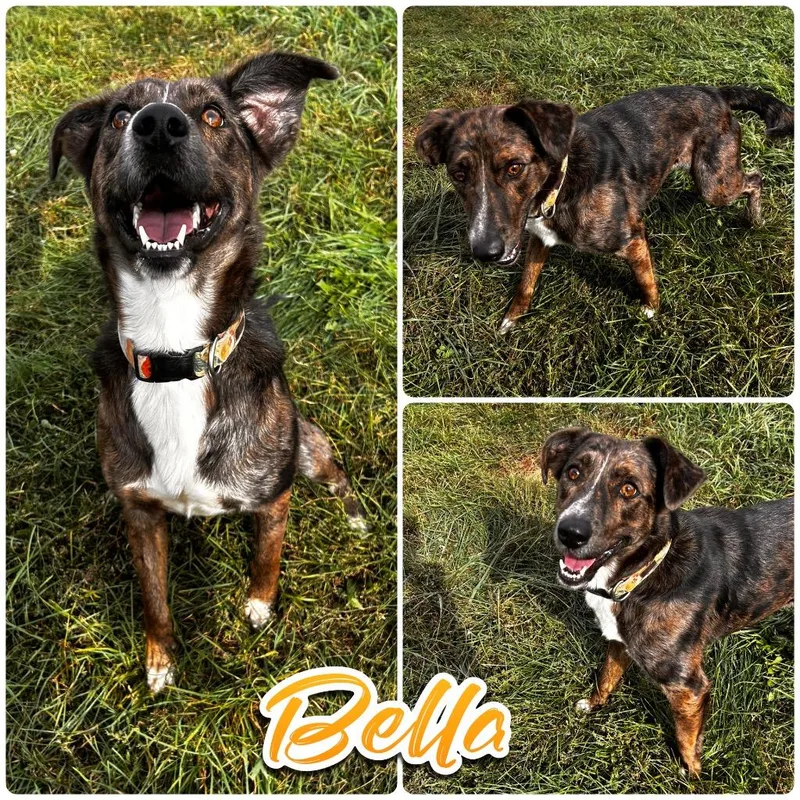 Bella thumbnail 2
