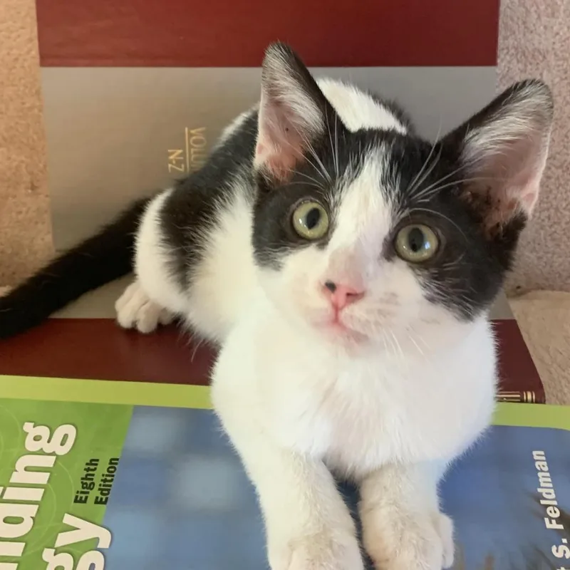 An adult large-sized female White Domestic Short Hair cat named Sylvie for adoption in Evansville, IN