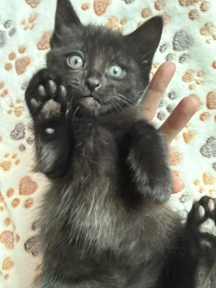 A baby medium-sized male Black Domestic Short Hair cat named Big Daddy for adoption in Clinton Township, MI