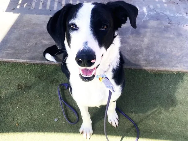 A young large-sized male Border Collie dog named Bruiser for adoption in Phoenix, AZ