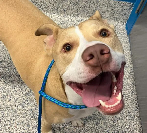Jaxon